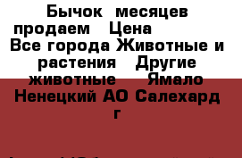 Бычок 6месяцев продаем › Цена ­ 20 000 - Все города Животные и растения » Другие животные   . Ямало-Ненецкий АО,Салехард г.